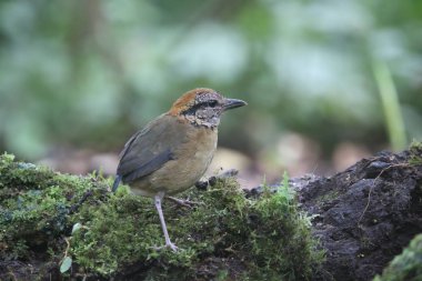 Schneider'ın pide (Hydrornis schneideri) Mt.Kerinci, Sumatra, Endonezya