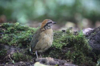 Schneider'ın pide (Hydrornis schneideri) Mt.Kerinci, Sumatra, Endonezya