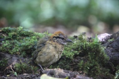 Schneider'ın pide (Hydrornis schneideri) Mt.Kerinci, Sumatra, Endonezya