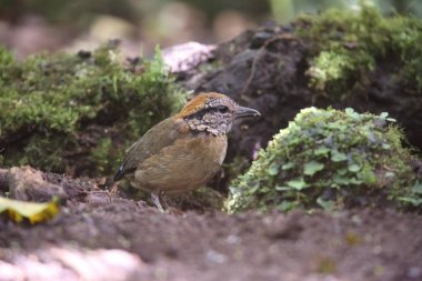 Schneider'ın pide (Hydrornis schneideri) Mt.Kerinci, Sumatra, Endonezya