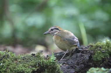 Schneider'ın pide (Hydrornis schneideri) Mt.Kerinci, Sumatra, Endonezya