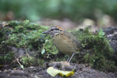 Schneider'ın pide (Hydrornis schneideri) Mt.Kerinci, Sumatra, Endonezya