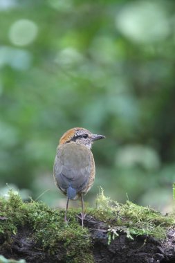 Schneider'ın pide (Hydrornis schneideri) Mt.Kerinci, Sumatra, Endonezya