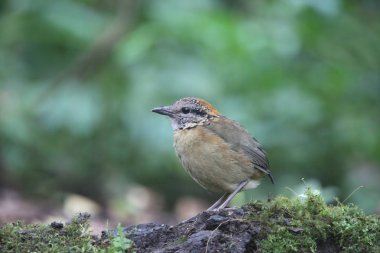 Schneider'ın pide (Hydrornis schneideri) Mt.Kerinci, Sumatra, Endonezya