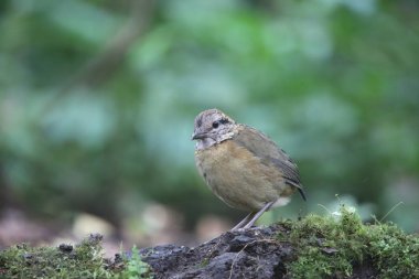 Schneider'ın pide (Hydrornis schneideri) Mt.Kerinci, Sumatra, Endonezya