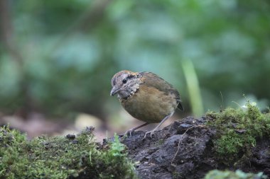 Schneider'ın pide (Hydrornis schneideri) Mt.Kerinci, Sumatra, Endonezya