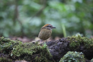 Schneider'ın pide (Hydrornis schneideri) Mt.Kerinci, Sumatra, Endonezya