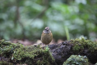Schneider'ın pide (Hydrornis schneideri) Mt.Kerinci, Sumatra, Endonezya
