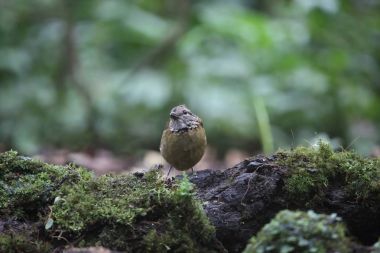 Schneider'ın pide (Hydrornis schneideri) Mt.Kerinci, Sumatra, Endonezya