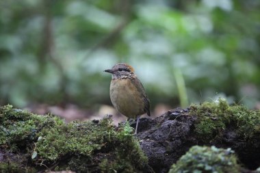 Schneider'ın pide (Hydrornis schneideri) Mt.Kerinci, Sumatra, Endonezya