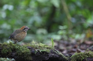 Schneider'ın pide (Hydrornis schneideri) Mt.Kerinci, Sumatra, Endonezya