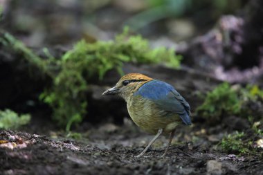 Schneider'ın pide (Hydrornis schneideri) Mt.Kerinci, Sumatra, Endonezya
