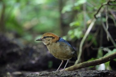 Schneider'ın pide (Hydrornis schneideri) Mt.Kerinci, Sumatra, Endonezya