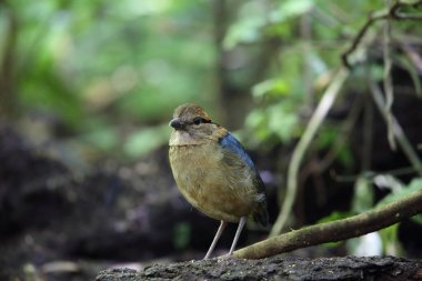 Schneider'ın pide (Hydrornis schneideri) Mt.Kerinci, Sumatra, Endonezya