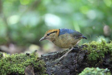 Schneider'ın pide (Hydrornis schneideri) Mt.Kerinci, Sumatra, Endonezya