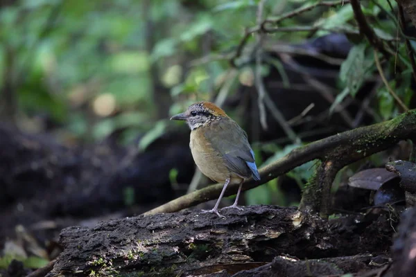 Schneider'ın pide (Hydrornis schneideri) Mt.Kerinci, Sumatra, Endonezya