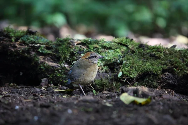 Pitta de Schneider (Hydrornis schneideri) em Mt.Kerinci, Sumatra, Indonésia — Fotografia de Stock