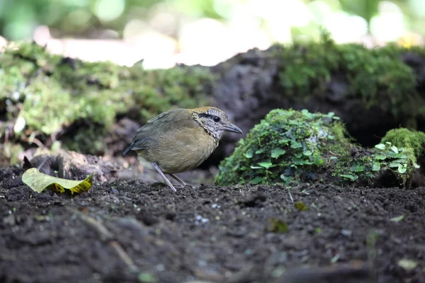 Schneider'ın pide (Hydrornis schneideri) Mt.Kerinci, Sumatra, Endonezya