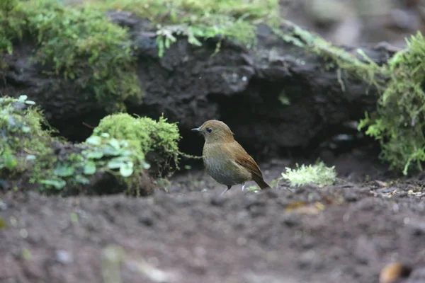 Sumatra mavisi ardıç kuşu (
