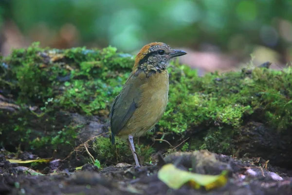 Schneider'ın pide (Hydrornis schneideri) Mt.Kerinci, Sumatra, Endonezya