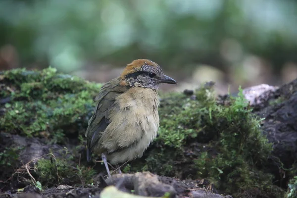 Schneider 's Pitta (Hydrornis schneideri) in Mt.Kerinci, Sumatra, Indonesia — стоковое фото