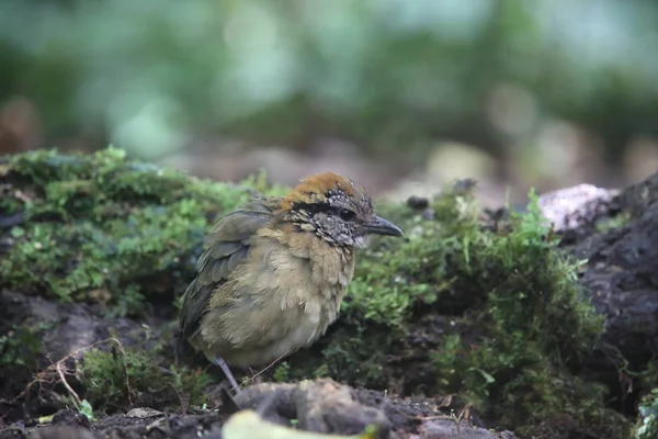 Schneider 's Pitta (Hydrornis schneideri) in Mt.Kerinci, Sumatra, Indonesia — стоковое фото