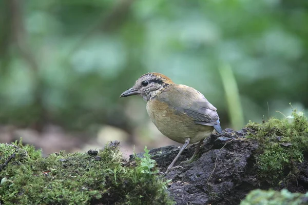 Schneider'ın pide (Hydrornis schneideri) Mt.Kerinci, Sumatra, Endonezya