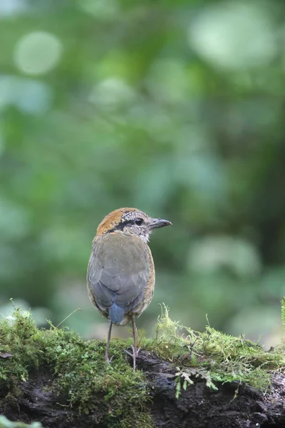 Schneider'ın pide (Hydrornis schneideri) Mt.Kerinci, Sumatra, Endonezya