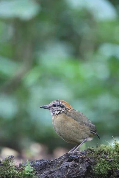 シュナイダーのピッタ (Hydrornis schneideri) Mt.Kerinci、スマトラ、インドネシアの — ストック写真