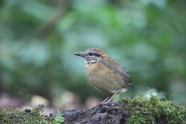 Schneider'ın pide (Hydrornis schneideri) Mt.Kerinci, Sumatra, Endonezya