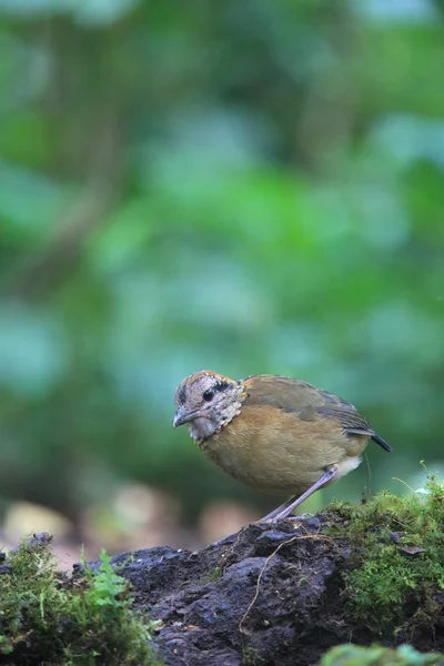 Schneider'ın pide (Hydrornis schneideri) Mt.Kerinci, Sumatra, Endonezya