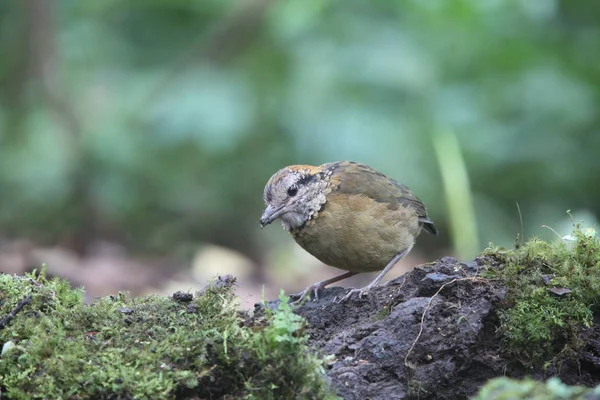 Schneider'ın pide (Hydrornis schneideri) Mt.Kerinci, Sumatra, Endonezya
