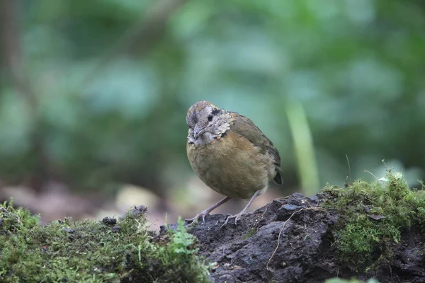 Schneider'ın pide (Hydrornis schneideri) Mt.Kerinci, Sumatra, Endonezya
