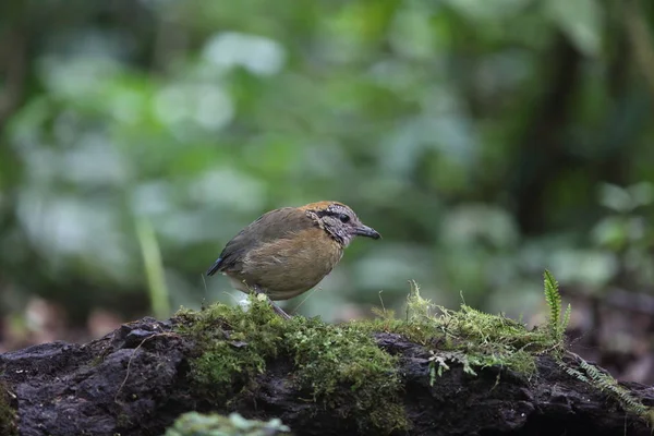 Pitta je Schneider (Hydrornis schneideri) v Mt.Kerinci, Sumatra, Indonésie — Stock fotografie