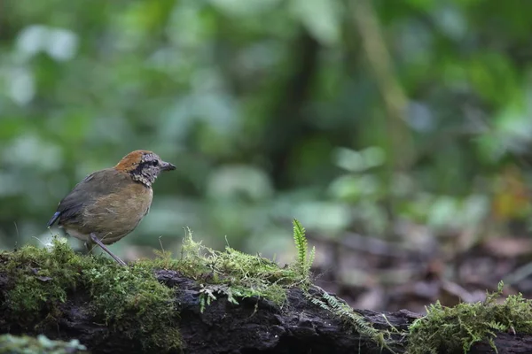 Schneiders Pitta (Hydrornis schneideri) in Mt.Kerinci, Sumatra, Indonesië — Stockfoto