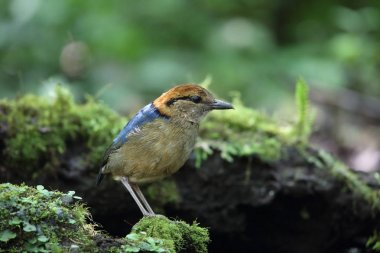 Schneider'ın pide (Hydrornis schneideri) Mt.Kerinci, Sumatra, Endonezya