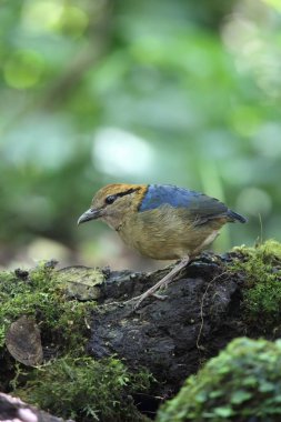 Schneider'ın pide (Hydrornis schneideri) Mt.Kerinci, Sumatra, Endonezya