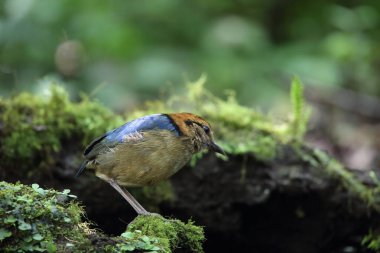 Schneider'ın pide (Hydrornis schneideri) Mt.Kerinci, Sumatra, Endonezya