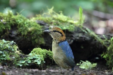Schneider'ın pide (Hydrornis schneideri) Mt.Kerinci, Sumatra, Endonezya