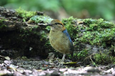 Schneider'ın pide (Hydrornis schneideri) Mt.Kerinci, Sumatra, Endonezya