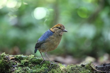 Schneider'ın pide (Hydrornis schneideri) Mt.Kerinci, Sumatra, Endonezya