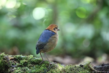 Schneider'ın pide (Hydrornis schneideri) Mt.Kerinci, Sumatra, Endonezya