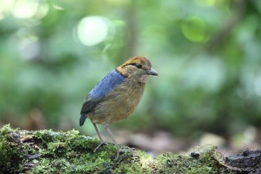 Schneider'ın pide (Hydrornis schneideri) Mt.Kerinci, Sumatra, Endonezya