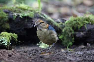 Schneider'ın pide (Hydrornis schneideri) Mt.Kerinci, Sumatra, Endonezya