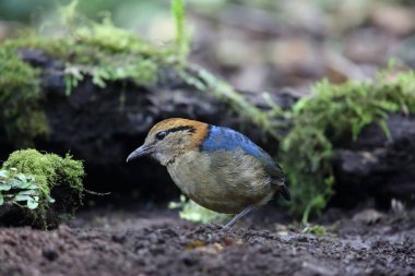 Schneider'ın pide (Hydrornis schneideri) Mt.Kerinci, Sumatra, Endonezya