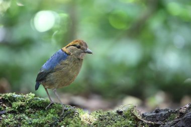 Schneider'ın pide (Hydrornis schneideri) Mt.Kerinci, Sumatra, Endonezya