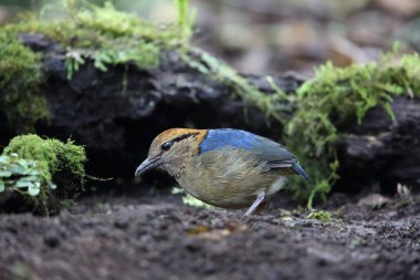 Schneider'ın pide (Hydrornis schneideri) Mt.Kerinci, Sumatra, Endonezya