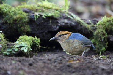 Schneider'ın pide (Hydrornis schneideri) Mt.Kerinci, Sumatra, Endonezya