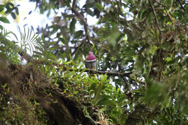 Pembe başlı meyve-güvercin (Ptilinopus porphyreus) Mt.Kerinci, Sumatra, Endonezya 