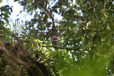 Pembe başlı meyve-güvercin (Ptilinopus porphyreus) Mt.Kerinci, Sumatra, Endonezya 
